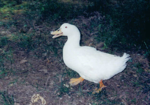 duck.jpg