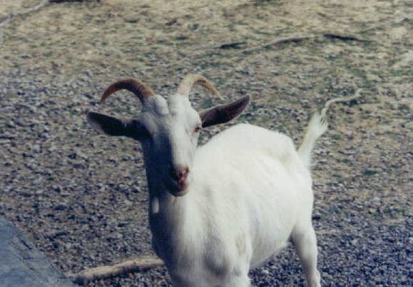 goatwhite.jpg