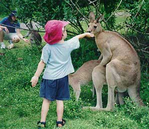 fingkangaroo-lms.jpg