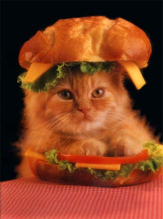 kittyburgerllms.jpg